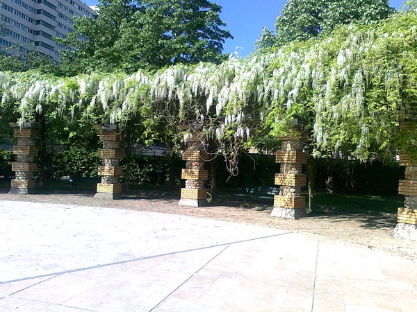 Glycine blanche au parc Georges Brassens à Paris